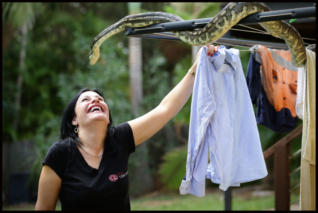 Brisbane Snake Catchers Reptile Show Hire Brisbane Gold, Sunshine Coast